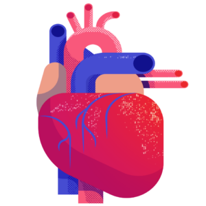Heart and blood vessels