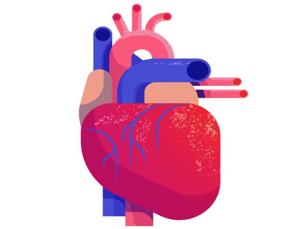 Heart and blood vessels
