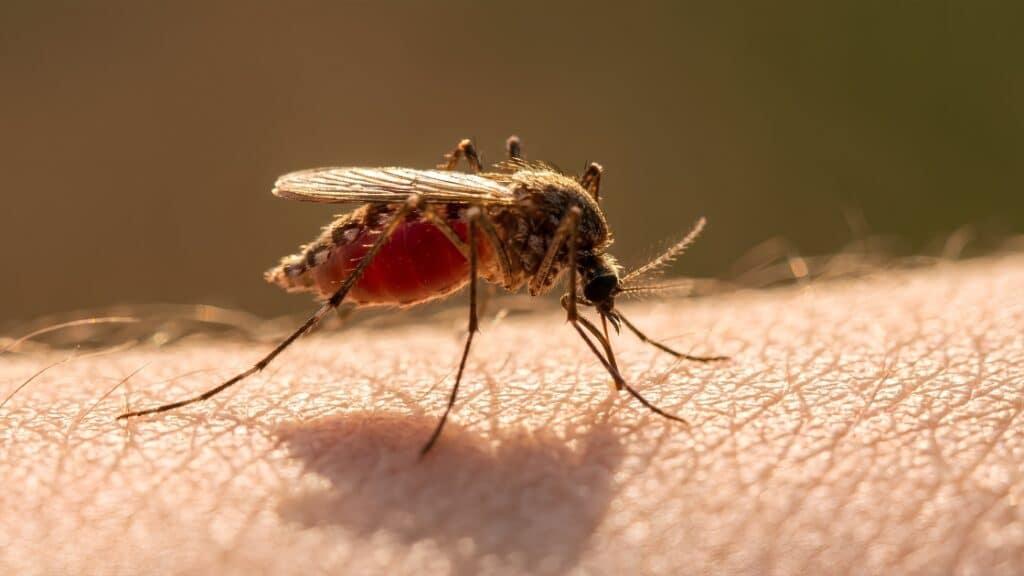 Malária, Duffy antigén